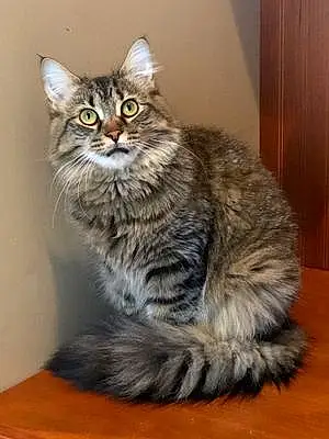 Name Maine Coon Cat Blacky