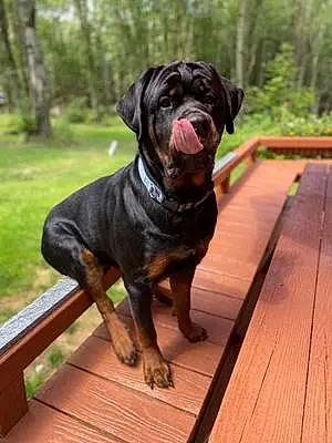 Name Rottweiler Dog Brutus