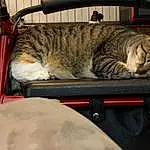 Felidae, Cat, Carnivore, Small To Medium-sized Cats, Bag, Wood, Auto Part, Whiskers, Furry friends, Tail, Baggage, Metal, Fashion Accessory, Automotive Exterior, Domestic Short-haired Cat, Luggage And Bags, Vroom Vroom, Claw, Personal Protective Equipment
