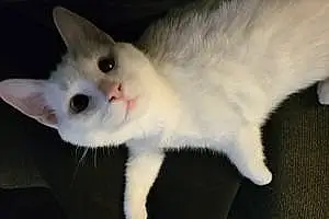 Name Siamese Cat Lila