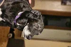 Name Labrador Retriever Dog Angie