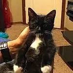 Cat, Small To Medium-sized Cats, Felidae, Whiskers, Carnivore, Furry friends, Domestic Short-haired Cat, Black cats, Ear, Asian dog, Polydactyl Cat, Domestic Long-haired Cat, Tail, Kitten, Ojos Azules, Claw, Paw