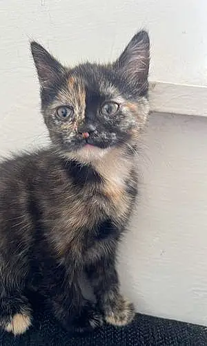 Name Cat Poppy