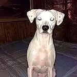 Dog, Dog breed, Canidae, Dogo Argentino, Carnivore, Dogo Guatemalteco, Snout, Non-sporting Group, Rare Breed (dog), Guard Dog, Fawn, Whippet, Tail, Rajapalayam, Pit Bull, Bully Kutta, Boxer