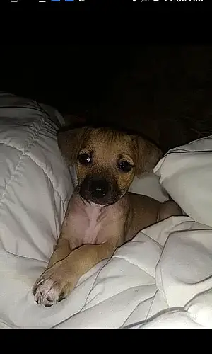 Name Chihuahua Dog Darla