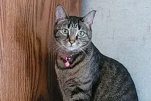 Tabby Cat Zoey