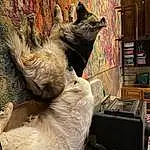 Felidae, Dog breed, Small To Medium-sized Cats, Carnivore, Shelf, Fawn, Whiskers, Snout, Tail, Wood, Bookcase, Shelving, Furry friends, Canidae, Terrestrial Animal, Houseplant, Paw, Claw, Cat
