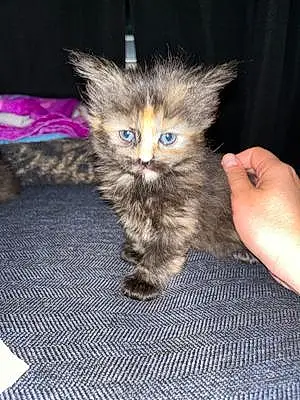 Name Cat Chewbacca