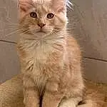 Cat, Felidae, Window, Carnivore, Small To Medium-sized Cats, Whiskers, Fawn, Snout, Tail, Furry friends, Terrestrial Animal, Domestic Short-haired Cat, Paw, British Longhair