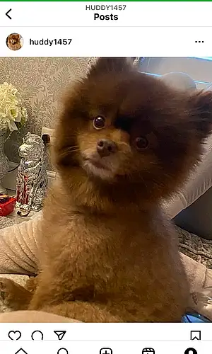 Name Pomeranian Dog Hudson