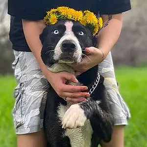 Flower Husky Dog Phil