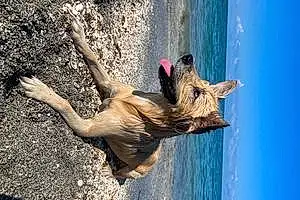 Beach  Other Dog Denali