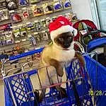 Dog, Carnivore, Pug, Dog breed, Companion dog, Toy Dog, Sunglasses, Whiskers, Furry friends, Pet Supply, Felidae, Chair, Siamese, Shopping Cart, Canidae, Retail, Small To Medium-sized Cats, Non-sporting Group