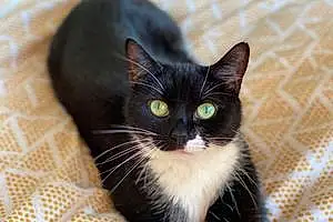 Name British Shorthair Cat Leela