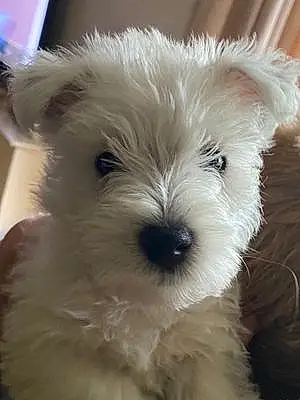 Name West Highland White Terrier Dog Hamish