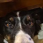 Dog, Dog breed, Carnivore, Whiskers, Companion dog, Snout, Furry friends, Canidae, Terrestrial Animal, Working Animal, Working Dog, Herding Dog, Puppy, Border Collie