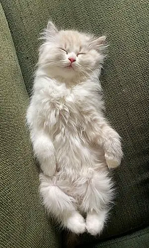 Persian Cat Snow