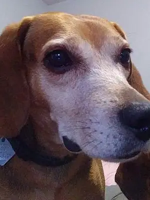 Name Beagle Dog Elvis