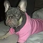 Dog breed, Carnivore, Felidae, Jaw, Ear, Gesture, Whiskers, Grey, Pink, Small To Medium-sized Cats, Fawn, Snout, Companion dog, Sleeve, Comfort, Wrinkle, Canidae, Furry friends, Toy Dog, Bat