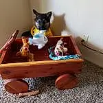 Wood, Toy, Carnivore, Fawn, Hardwood, Chair, Cat, Wood Stain, Felidae, Plastic, Small To Medium-sized Cats, Art, Plywood, Room, Box, Canidae, Carton, Fun, Play, Paper Product