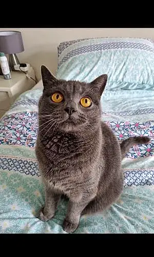 British Shorthair Cat Blu