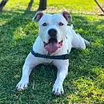 Dog, Dog breed, Grass, American Bulldog, Bulldog, Snout, American Staffordshire Terrier, American Pit Bull Terrier, Olde English Bulldogge, Old English Bulldog, Pit Bull, Valley Bulldog, Dogo Guatemalteco, Bull And Terrier
