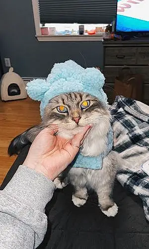 Siberian Cat Ollie