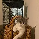 Cat, Felidae, Carnivore, Small To Medium-sized Cats, Window, Wood, Whiskers, Fawn, Tail, Cat Supply, Pet Supply, Cat Furniture, Domestic Short-haired Cat, Furry friends, Door, Picture Frame, Cat Bed, Paw, Room, Claw