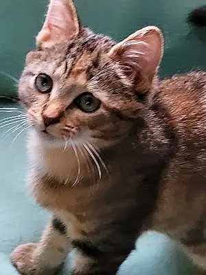 American Shorthair Cat Penelope