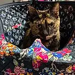 Cat, Plant, Felidae, Textile, Carnivore, Small To Medium-sized Cats, Tree, Whiskers, Hat, Comfort, Art, Pattern, Linens, Bag, Furry friends, Tail, Bedding, Domestic Short-haired Cat, Basket