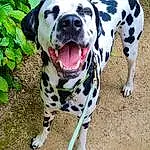 Dog, Dalmatian, Dog breed, Carnivore, Grass, Fawn, Collar, Whiskers, Companion dog, Plant, Dog Supply, Snout, Dog Collar, Terrestrial Animal, Working Dog, Guard Dog, Working Animal, Non-sporting Group, Canidae