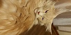 Name Maine Coon Cat Kaiser