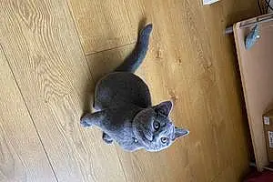Name British Shorthair Cat Chowder