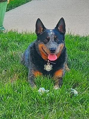 Name Australian cattle dog Dog Grizzly