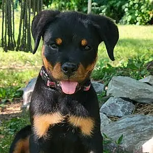 Name Rottweiler Dog Azula