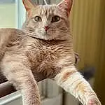 Cat, Felidae, Carnivore, Small To Medium-sized Cats, Whiskers, Window, Fawn, Snout, Tail, Furry friends, Domestic Short-haired Cat, Claw, Paw, Terrestrial Animal, Cat Supply