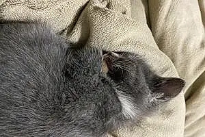 Name Cat Lavender