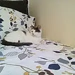 Cat, Room, Bed, Furniture, Bed Sheet, Textile, Whiskers, Duvet Cover, Pillow, Bedding, Linens, Bedroom, Mattress, Cushion, Kitten