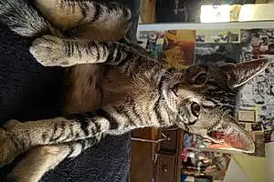 Bengal Cat Hazel