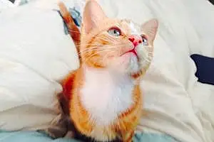 Name American Shorthair Cat Ginge