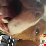 Nose, Mouth, Dog, Jaw, Ear, Gesture, Fawn, Carnivore, Snout, Companion dog, Selfie, Dog breed, Chest, Whiskers, Beard, Fun, Furry friends, Barechested, Flesh