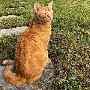Name Cat Garfield