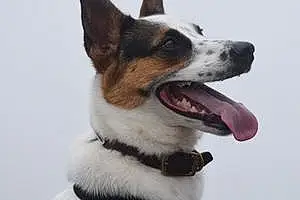 Name Australian cattle dog Dog Keno