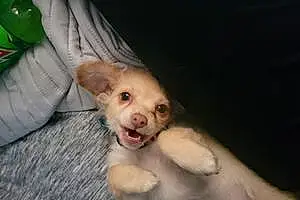 Name Chihuahua Dog Ariel