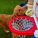 Sports Equipment, Mesh, Grass, Leisure, Net, Fun, Player, Ball Game, Team Sport, Ball, Sports, Recreation, Play, Animal Shelter, Competition Event, Cage, Basket, Human Leg, Baby Toys, Goal
