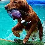 Water, Dog, Blue, Green, Dog breed, Liquid, Liver, Fluid, Carnivore, Fawn, Companion dog, Snout, Gun Dog, Working Animal, Leisure, Fun, Dog Collar, Happy, Canidae