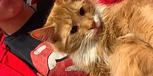 Name Maine Coon Cat Ed