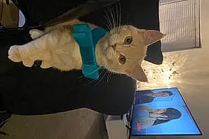 Scottish Fold Cat Gaston