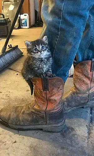 Name Siberian Cat Kat