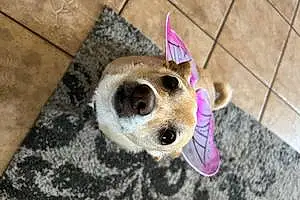 Name Chihuahua Dog Chula
